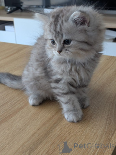 Photo №1. british longhair - à vendre en ville de Bamberg | 350€ | Annonce № 172013