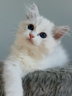 Photo №2 de l'annonce № 174898 de la vente ragdoll - acheter à Pays Bas éleveur