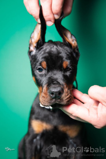 Photo №3. Chiots Doberman à vendre. Serbie