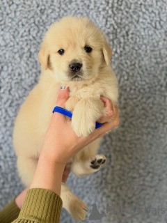 Photo №1. golden retriever - à vendre en ville de Munich | négocié | Annonce №166037