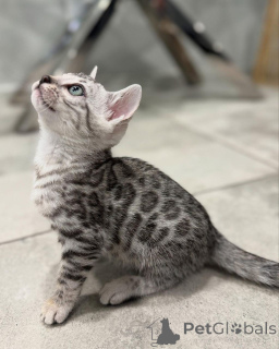 Photo №2 de l'annonce № 152551 de la vente bengal - acheter à Allemagne annonce privée