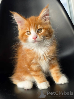 Photo №1. maine coon - à vendre en ville de Bruxelles | négocié | Annonce № 177879