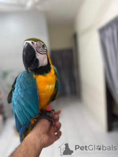 Photo №2 de l'annonce № 143954 de la vente chien bâtard - acheter à Iran éleveur