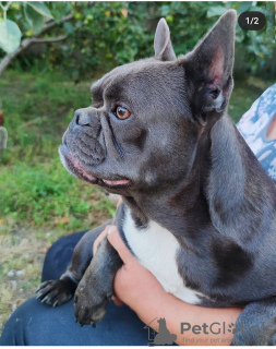 Photos supplémentaires: Porteurs de chiots bouledogue français lilas