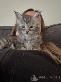 Photo №3. Magnifique chaton Tabby Maine Coon au pelage frais et au tempérament doux. Allemagne