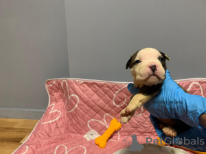 Photo №1. american bully - à vendre en ville de Панчево | 2100€ | Annonce №127734