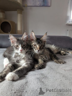 Photo №1. minuet à poil ras - à vendre en ville de Hagen | 350€ | Annonce № 148355