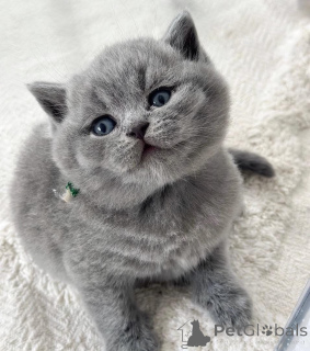 Photo №3. Chaton British Shorthair disponible à l'adoption. Grèce