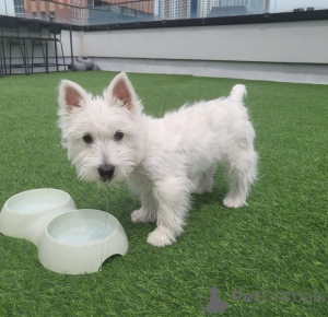 Photo №3. Westie gratuite disponible pour adoption. La Grande-Bretagne