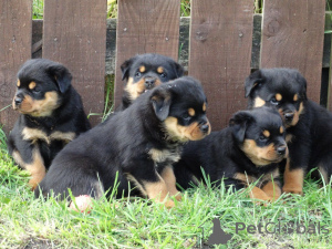 Photo №4. Je vais vendre rottweiler en ville de Falkenberg. annonce privée, éleveur - prix - 850€