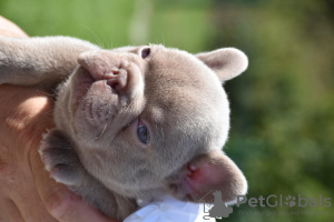 Photo №4. Je vais vendre bouledogue en ville de Farciennes. éleveur - prix - 2000€