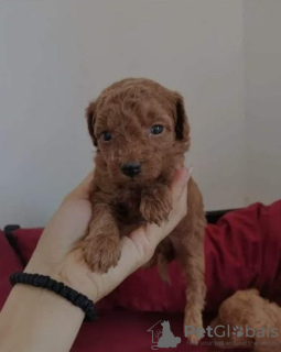 Photo №3. Chiots caniche nain rouge. Serbie