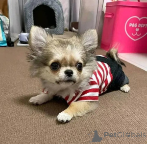 Photo №2 de l'annonce № 165318 de la vente chihuahua - acheter à La finlande annonce privée, éleveur