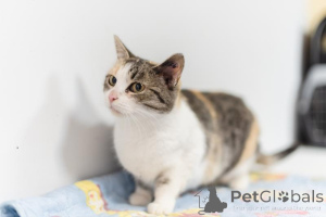 Photo №4. Je vais vendre  en ville de Khimki. de l'abri - prix - Gratuit