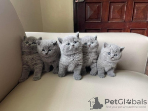 Photo №1. british shorthair - à vendre en ville de Austin | négocié | Annonce № 108919