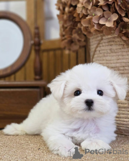 Photo №2 de l'annonce № 174874 de la vente bichon maltais - acheter à France annonce privée
