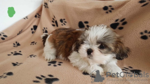 Photo №2 de l'annonce № 132160 de la vente  - acheter à Suisse 