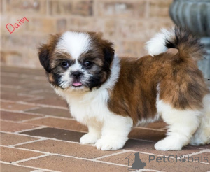 Photo №1. shih tzu - à vendre en ville de Arronman de Bruxelles Capital | négocié | Annonce №155939