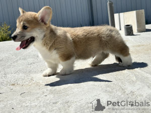 Photo №1. welsh corgi - à vendre en ville de Италијани | négocié | Annonce №103888