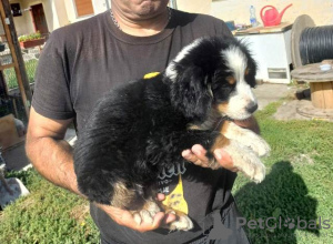 Photo №3. Chien de montagne bernois. Serbie