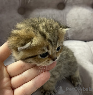 Photo №4. Je vais vendre british shorthair en ville de Tula. annonce privée - prix - 370€