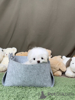 Photo №2 de l'annonce № 178089 de la vente bichon maltais - acheter à Allemagne annonce privée