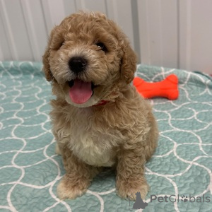 Photo №1. chien bâtard - à vendre en ville de Baierbrunn | 350€ | Annonce №151479