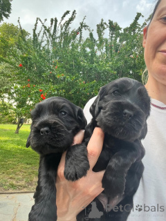 Photo №3. Chiots Cocker Spaniel Anglais à vendre. France