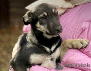 Photos supplémentaires: De merveilleux chiots entre de bonnes mains.