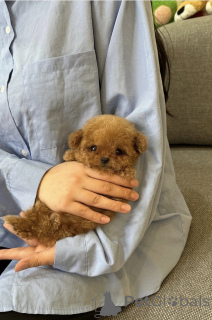 Photo №2 de l'annonce № 153061 de la vente caniche (jouet) - acheter à France éleveur