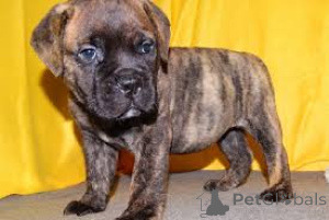 Photo №3. Chiots Bullmastiff à vendre. Allemagne