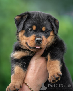 Photo №1. rottweiler - à vendre en ville de Plaider | 250€ | Annonce №173652
