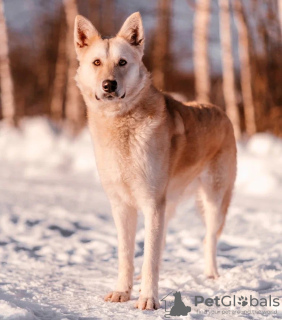 Photo №3. Chien Altaï entre de bonnes mains. Fédération de Russie