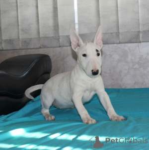 Photos supplémentaires: Chiots bull terrier miniatures