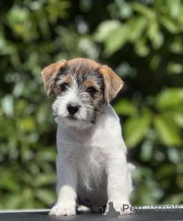 Photo №3. Chiot de grande taille Jack Russell Terrier. Biélorussie