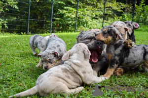 Photos supplémentaires: American Bully poche merle