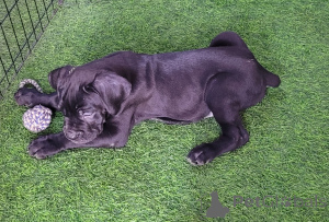 Photo №3. A vendre chiots Cane Corso. Emirats Arabes Unis