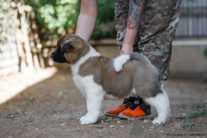Photo №4. Je vais vendre akita américain en ville de Rivière moscou. de la fourrière, éleveur - prix - négocié