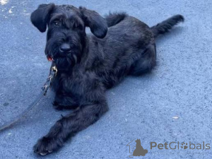 Photo №3. Pedigree Chiots Schnauzer Géant. Bulgarie