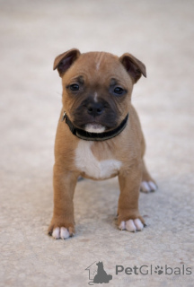 Photo №1. american staffordshire terrier - à vendre en ville de Anderu | Gratuit | Annonce №161496