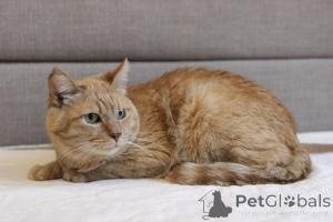 Photo №4. Je vais vendre  en ville de Minsk. de l'abri - prix - Gratuit