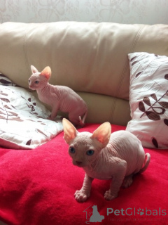 Photo №1. sphynx - à vendre en ville de Mutlangen | 350€ | Annonce № 149193