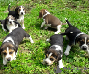 Photo №1. beagle - à vendre en ville de Vadaktai | 340€ | Annonce №37092