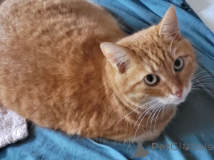 Photo №4. Je vais vendre  en ville de Moskova. annonce privée - prix - Gratuit