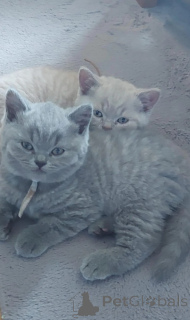 Photo №1. british shorthair - à vendre en ville de Rovaniemi | 500€ | Annonce № 177486