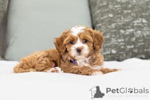 Photo №2 de l'annonce № 155594 de la vente labradoodle - acheter à Suisse annonce privée
