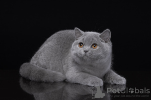 Photo №1. british shorthair - à vendre en ville de Криводановка | négocié | Annonce № 115056