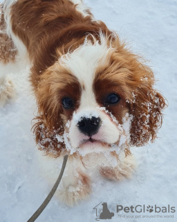 Photo №2 de l'annonce № 40116 de la vente cavalier king charles spaniel - acheter à Fédération de Russie éleveur