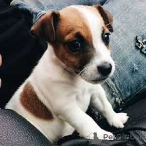 Photo №3. Chiots Jack Russell terrier. Allemagne