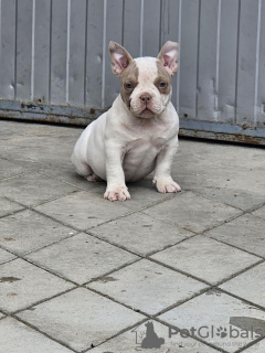 Photos supplémentaires: Micro poche American Bully